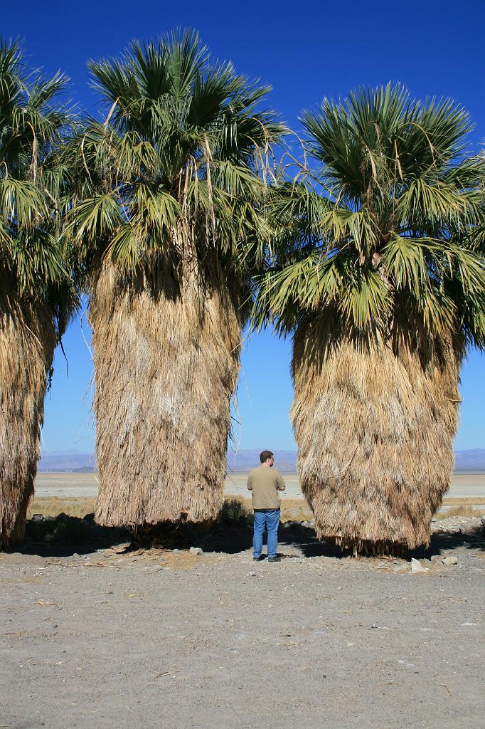 20081020 calico zzyzx 103.jpg - Zzyzx - Ivon and a couple of small palm trees